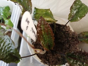 Cryptocoryne striolata (Криптокорина стриолата)