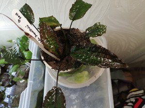 Cryptocoryne striolata (Криптокорина стриолата)