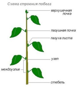 Сомнение по опознаванию растения