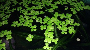 Ряска гигантская (Giant Duckweed)