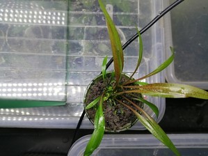 Cryptocoryne Spiralis “Tiger”