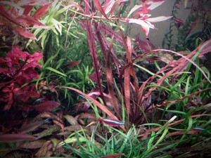 Cryptocoryne sp. 'Maharashtra Red'  и Cryptocoryne Spiralis “Tiger”.