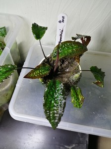 Cryptocoryne striolata (Криптокорина стриолата)