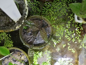 Cryptocoryne striolata (Криптокорина стриолата)