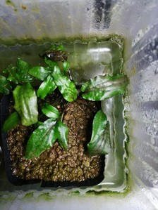 Cryptocoryne striolata (Криптокорина стриолата)