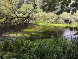 Растение из Речки в районе Анталии