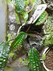 Cryptocoryne striolata (Криптокорина стриолата)