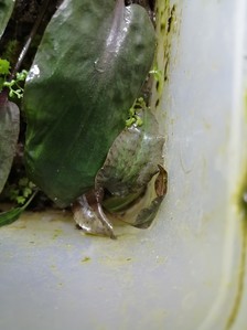 Cryptocoryne х-purpurea (Меристема Деннерле)