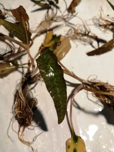 Cryptocoryne Ferruginea