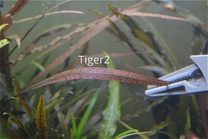 Cryptocoryne sp. 'Maharashtra Red'  и Cryptocoryne Spiralis “Tiger”.