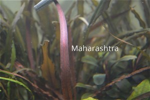 Cryptocoryne sp. 'Maharashtra Red'  и Cryptocoryne Spiralis “Tiger”.