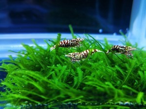 Креветки Pinto Spotted, Zebra, King Kong, Ruby Red, Red Wine, Голец Панда (Panda  Loach), спец. корм