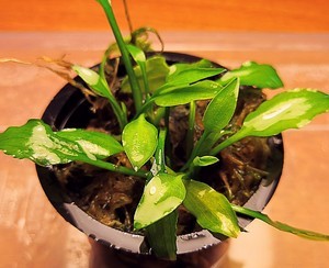 Cryptocoryne yujii (Криптокорина Юджи)