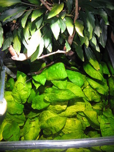 Cryptocoryne yujii (Криптокорина Юджи)