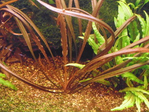 Cryptocoryne sp. 'Maharashtra Red'  и Cryptocoryne Spiralis “Tiger”.