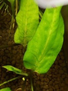 Cryptocoryne moehlmannii