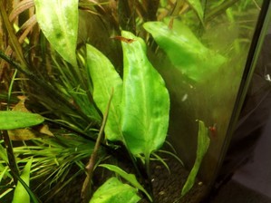 Cryptocoryne moehlmannii