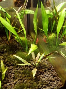 Вариации на тему cryptocoryne spiralis