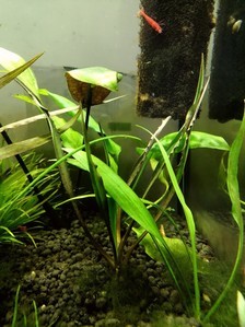 Вариации на тему cryptocoryne spiralis