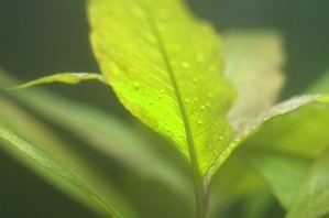 Водорослевые вспышки и муть в воде