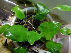 Cryptocoryne Elliptica