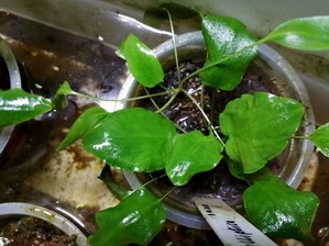 Cryptocoryne Elliptica