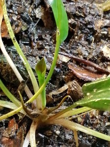 Cryptocoryne pygmaea (Криптокорина пигмея)