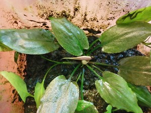 Cryptocoryne nurii