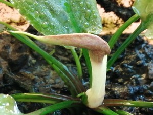 Cryptocoryne nurii