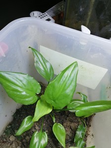 Cryptocoryne wongsoi