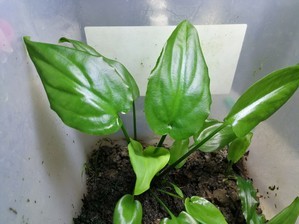 Cryptocoryne wongsoi