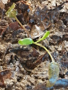 Cryptocoryne x Timahensis