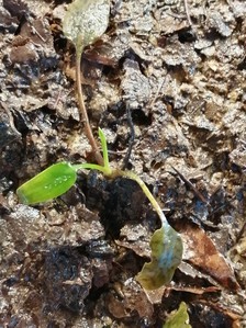 Cryptocoryne x Timahensis