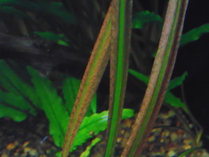 Cryptocoryne sp. 'Maharashtra Red'  и Cryptocoryne Spiralis “Tiger”.