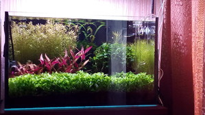 90x45x45 ADA style aquascape