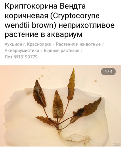 Помогите опознать