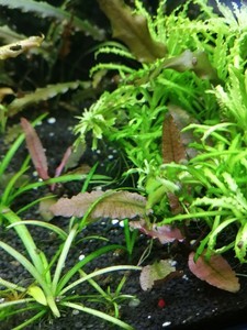 Cryptocoryne wendtii "Pink Panther” .