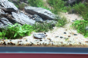 90x45x45 ADA style aquascape