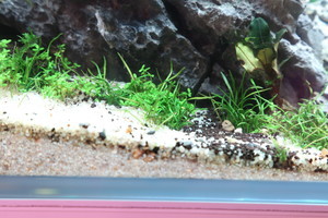 90x45x45 ADA style aquascape