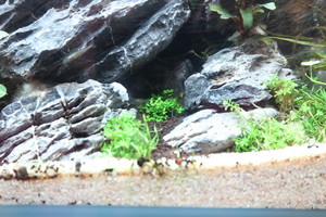 90x45x45 ADA style aquascape