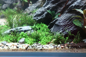 90x45x45 ADA style aquascape