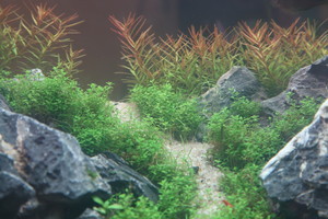 90x45x45 ADA style aquascape