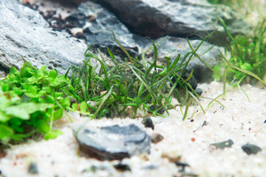 90x45x45 ADA style aquascape