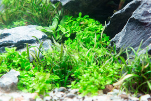 90x45x45 ADA style aquascape