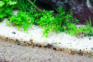 90x45x45 ADA style aquascape