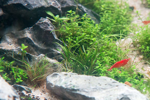 90x45x45 ADA style aquascape