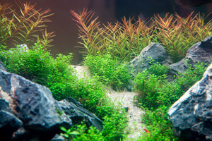 90x45x45 ADA style aquascape