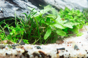 90x45x45 ADA style aquascape