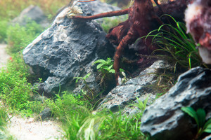 90x45x45 ADA style aquascape