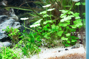 90x45x45 ADA style aquascape